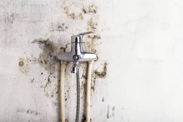 Best Mold Remediation  in Mount Pleasant, NC