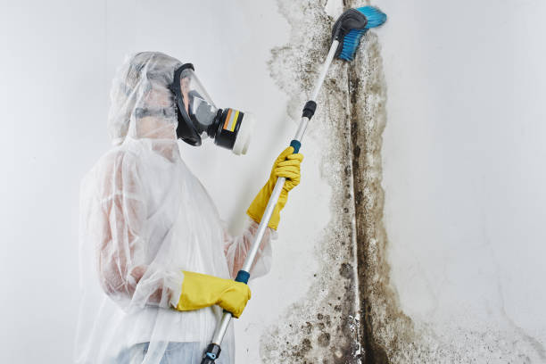 Office Mold Removal Services in Mount Pleasant, NC