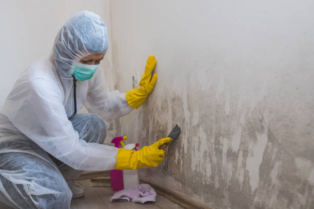Best Mold Cleaning Services  in Mount Pleasant, NC