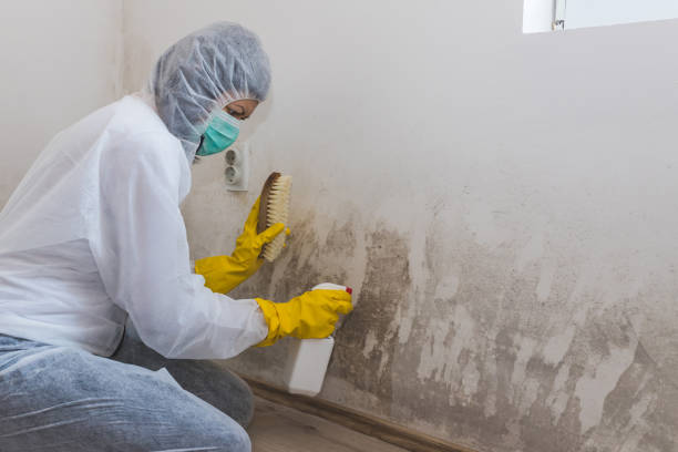 Trusted Mount Pleasant, NC Mold Removal Experts