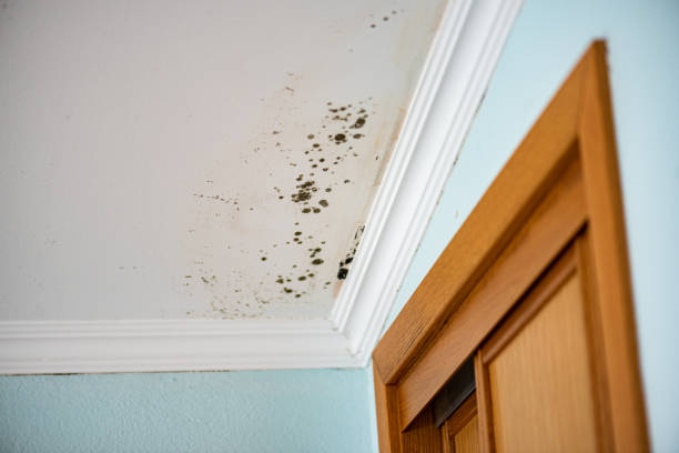 Best Affordable Mold Removal  in Mount Pleasant, NC