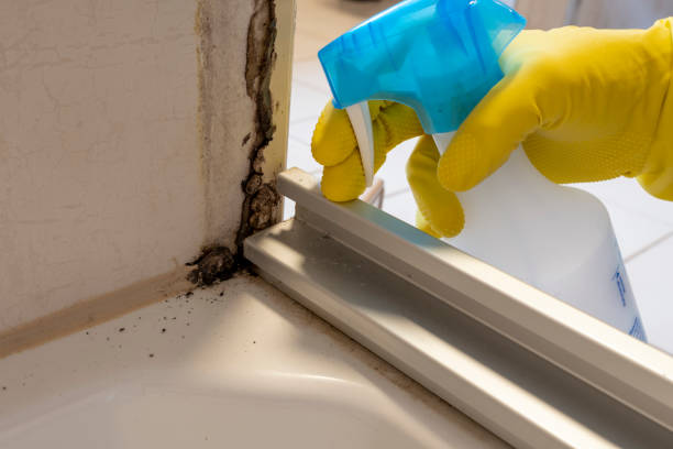 Best Local Mold Removal Service  in Mount Pleasant, NC