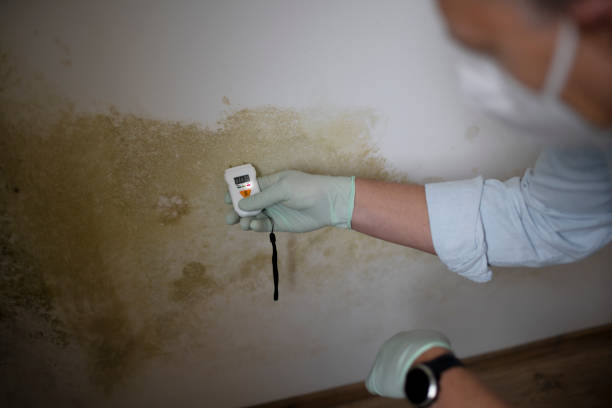 Best Commercial Mold Removal  in Mount Pleasant, NC