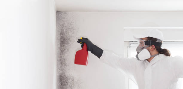 Best Mold Damage Repair  in Mount Pleasant, NC