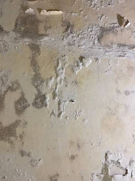 Attic Mold Removal in Mount Pleasant, NC