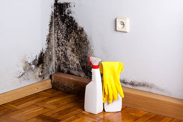 Best Home Mold Removal  in Mount Pleasant, NC