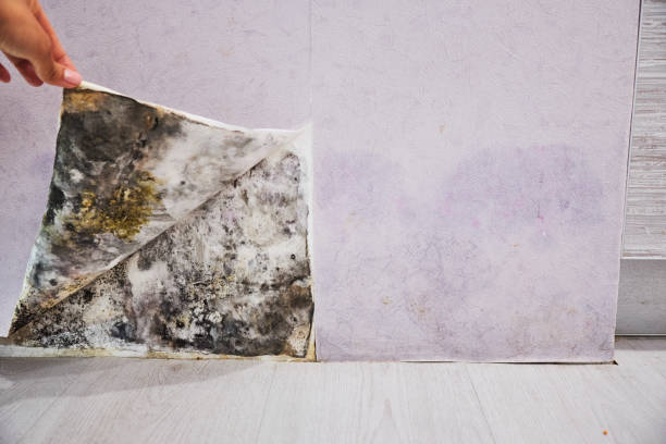 Best Same-Day Mold Removal  in Mount Pleasant, NC